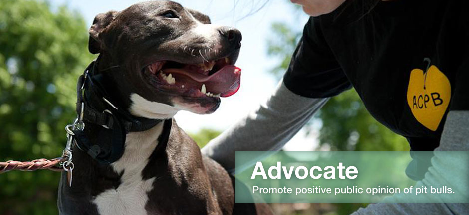 black pitbull for adoption