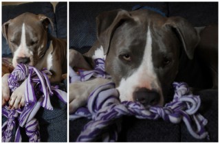 best rope toy for pitbull