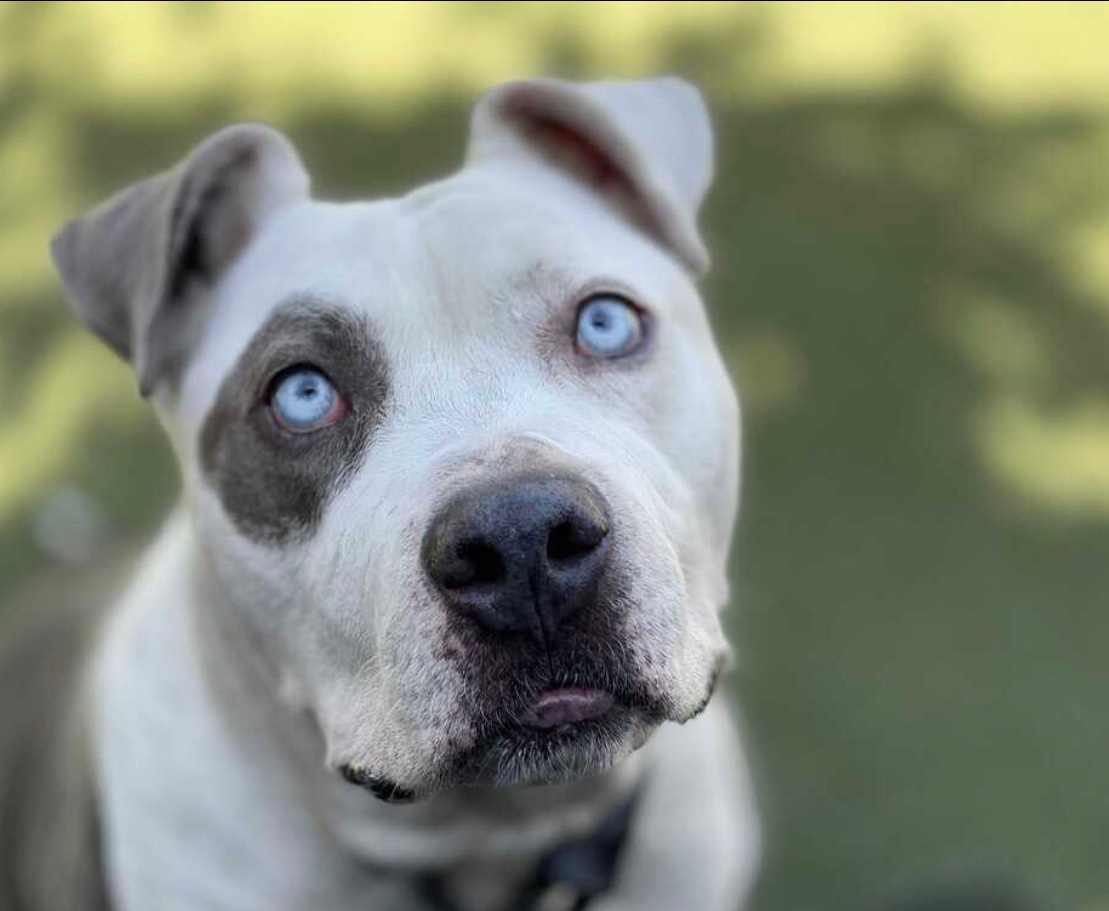 Angel City Pit Bulls  Los Angeles Dog Rescue
