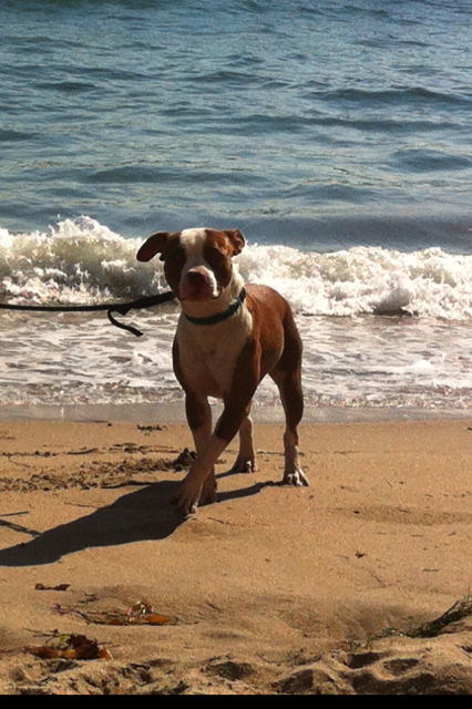 Leo Carrillo Beach Trip | Angel City Pit Bulls | Los Angeles Dog Rescue